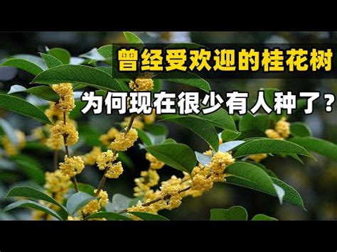 後院種桂花